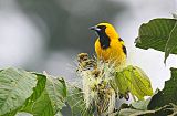 Yellow-tailed Orioleborder=